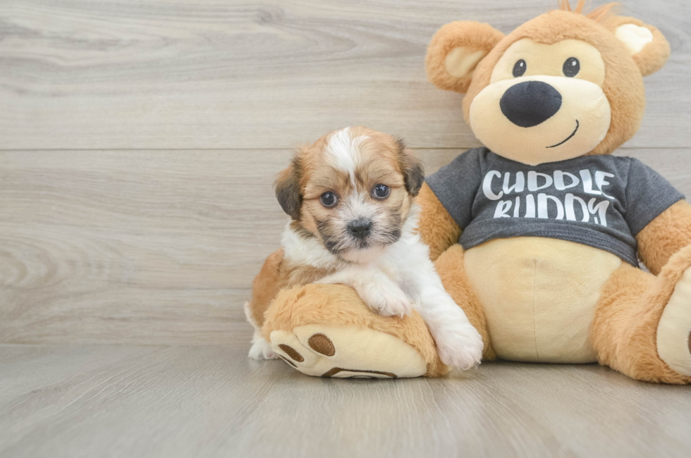 5 week old Havanese Puppy For Sale - Lone Star Pups