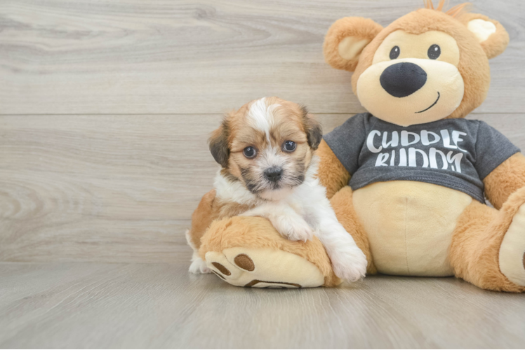 Meet Mylo Kingston Stevens - our Havanese Puppy Photo  1/3 - Lone Star Pups Little Havanese Purebred Pup