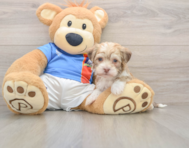 5 week old Havanese Puppy For Sale - Lone Star Pups