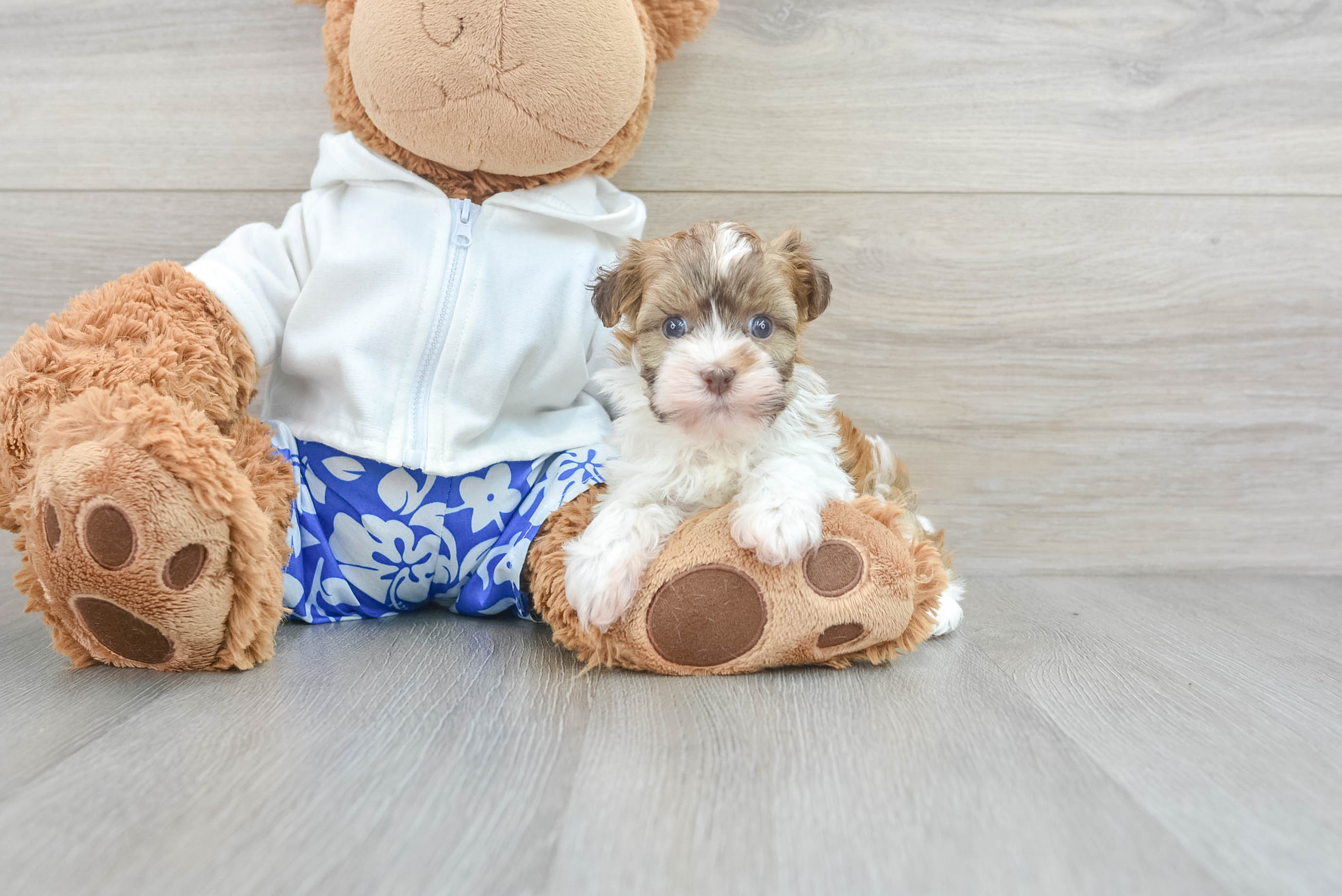 Best Havanese Baby