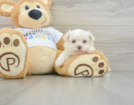 5 week old Havanese Puppy For Sale - Lone Star Pups