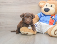 6 week old Havanese Puppy For Sale - Lone Star Pups