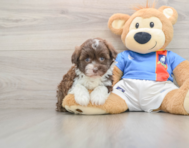 6 week old Havanese Puppy For Sale - Lone Star Pups