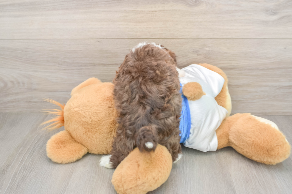 Havanese Pup Being Cute