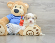 8 week old Havanese Puppy For Sale - Lone Star Pups