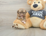 6 week old Havanese Puppy For Sale - Lone Star Pups