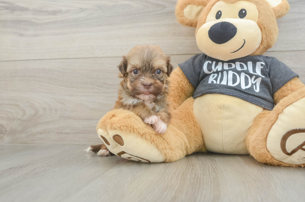 6 week old Havanese Puppy For Sale - Lone Star Pups