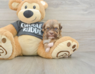 7 week old Havanese Puppy For Sale - Lone Star Pups