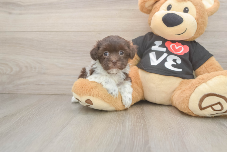 Havanese Puppy for Adoption