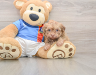 8 week old Havanese Puppy For Sale - Lone Star Pups