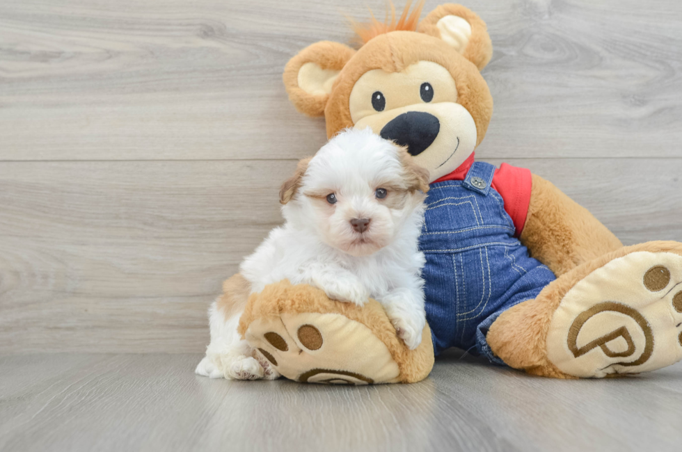 5 week old Havanese Puppy For Sale - Lone Star Pups