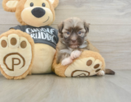 5 week old Havanese Puppy For Sale - Lone Star Pups