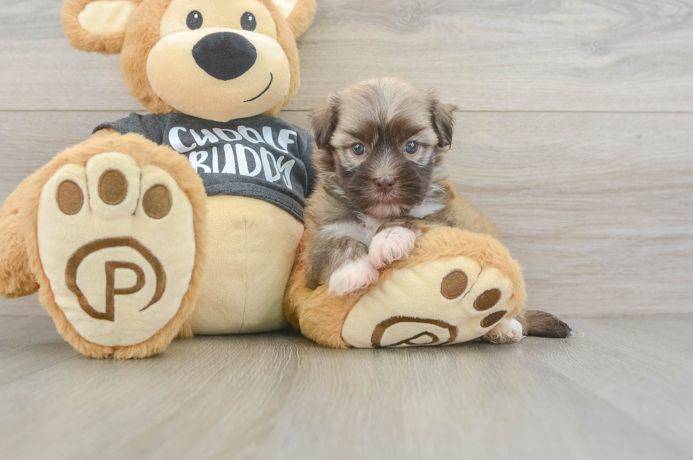 6 week old Havanese Puppy For Sale - Lone Star Pups