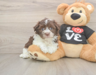 5 week old Havanese Puppy For Sale - Lone Star Pups
