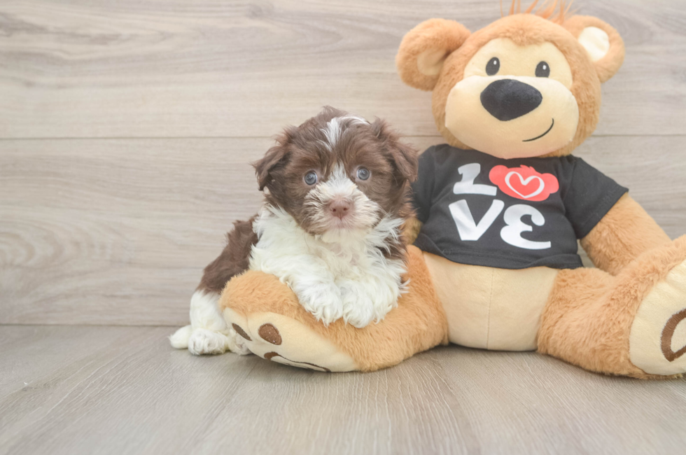 5 week old Havanese Puppy For Sale - Lone Star Pups