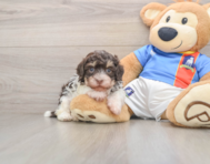 7 week old Havanese Puppy For Sale - Lone Star Pups