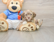 6 week old Havanese Puppy For Sale - Lone Star Pups