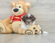 5 week old Havanese Puppy For Sale - Lone Star Pups