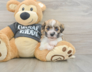 6 week old Havanese Puppy For Sale - Lone Star Pups