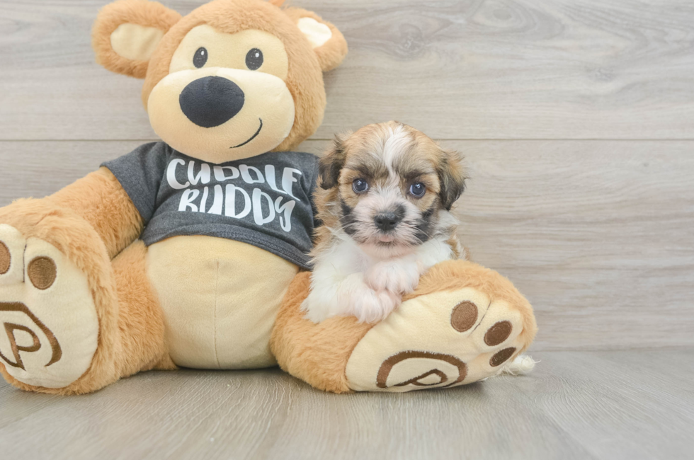 6 week old Havanese Puppy For Sale - Lone Star Pups