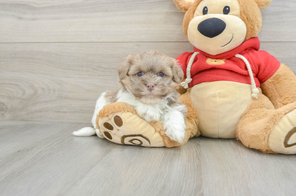 5 week old Havanese Puppy For Sale - Lone Star Pups