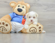 8 week old Havanese Puppy For Sale - Lone Star Pups