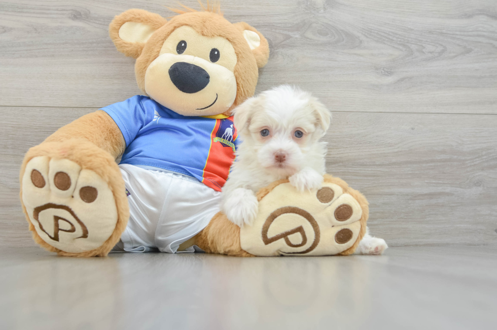 6 week old Havanese Puppy For Sale - Lone Star Pups