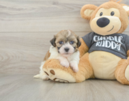 6 week old Havanese Puppy For Sale - Lone Star Pups