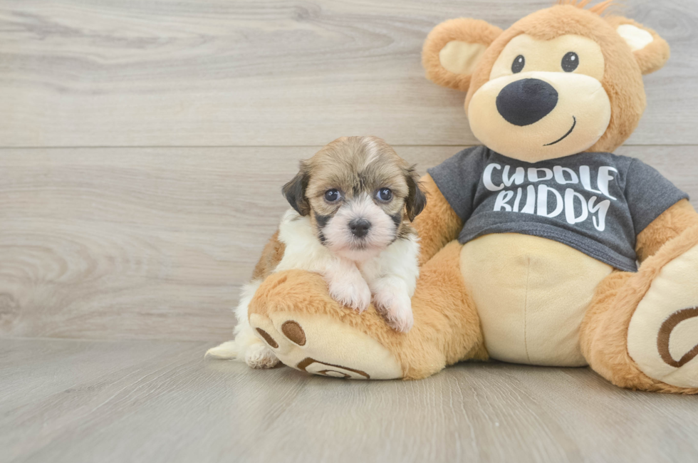 6 week old Havanese Puppy For Sale - Lone Star Pups