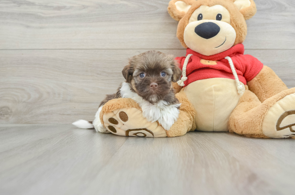 5 week old Havanese Puppy For Sale - Lone Star Pups