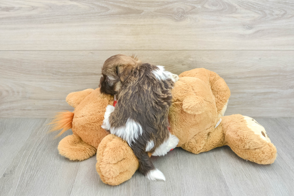 Havanese Puppy for Adoption