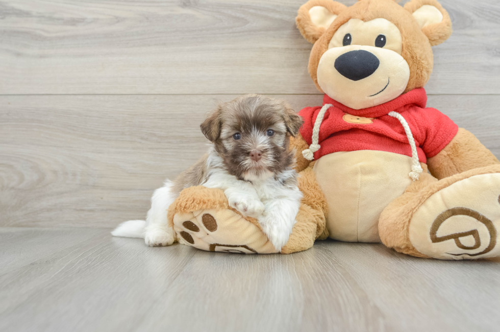 5 week old Havanese Puppy For Sale - Lone Star Pups