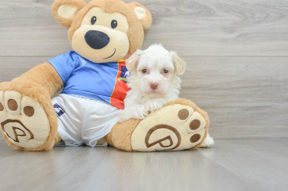 6 week old Havanese Puppy For Sale - Lone Star Pups