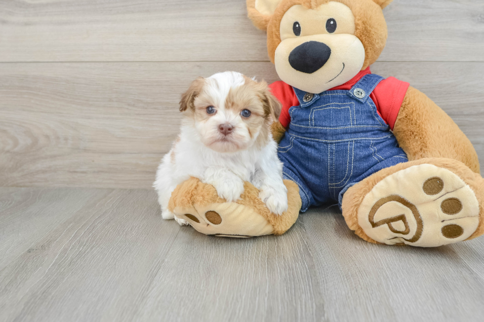 Best Havanese Baby