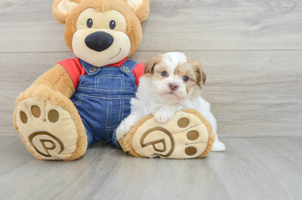 5 week old Havanese Puppy For Sale - Lone Star Pups