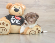 5 week old Havanese Puppy For Sale - Lone Star Pups