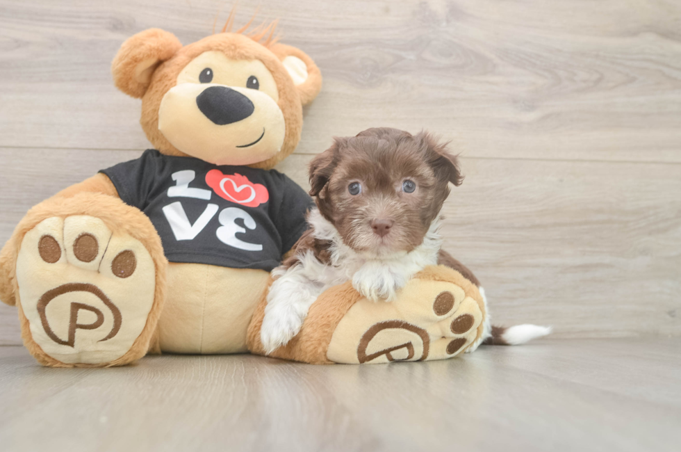 5 week old Havanese Puppy For Sale - Lone Star Pups