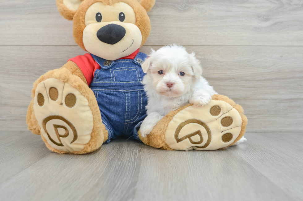 5 week old Havanese Puppy For Sale - Lone Star Pups