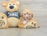 6 week old Havanese Puppy For Sale - Lone Star Pups