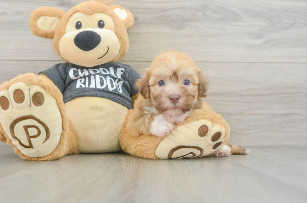 6 week old Havanese Puppy For Sale - Lone Star Pups