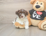 5 week old Havanese Puppy For Sale - Lone Star Pups