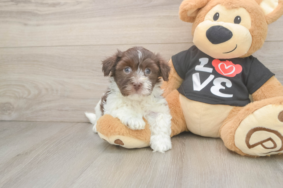5 week old Havanese Puppy For Sale - Lone Star Pups