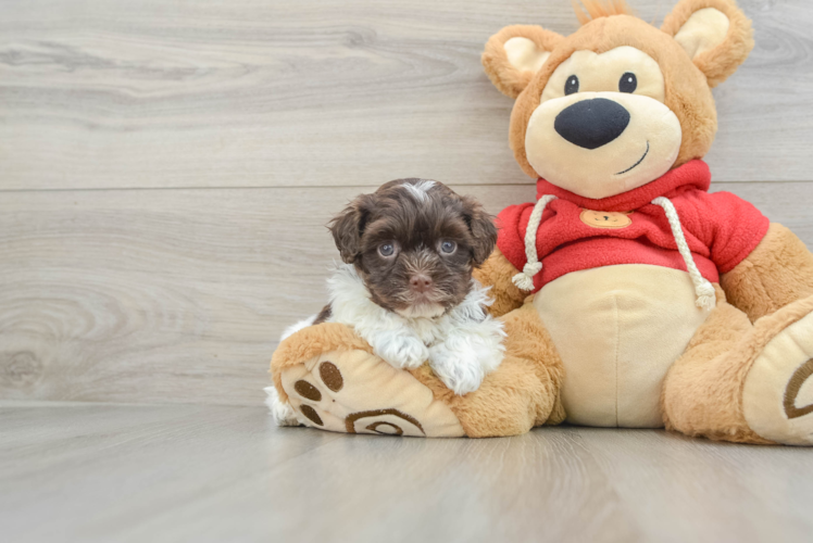 Little Havanese Purebred Pup