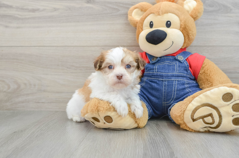 5 week old Havanese Puppy For Sale - Lone Star Pups