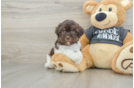 Smart Havaneser Purebred Puppy