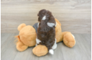 Havanese Puppy for Adoption