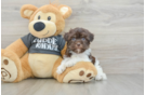 Small Havanese Purebred Pup