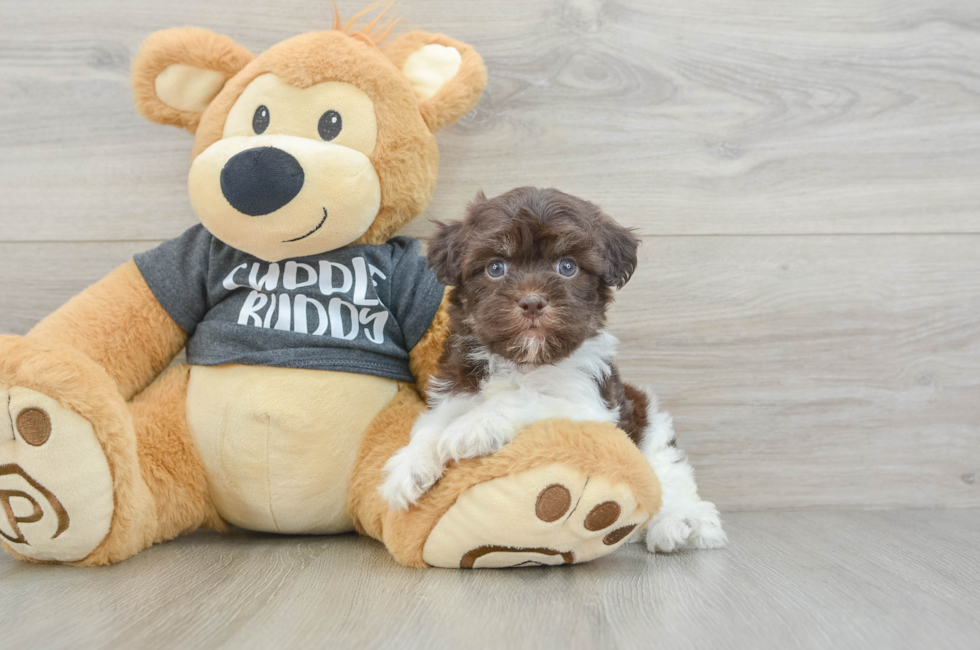 5 week old Havanese Puppy For Sale - Lone Star Pups