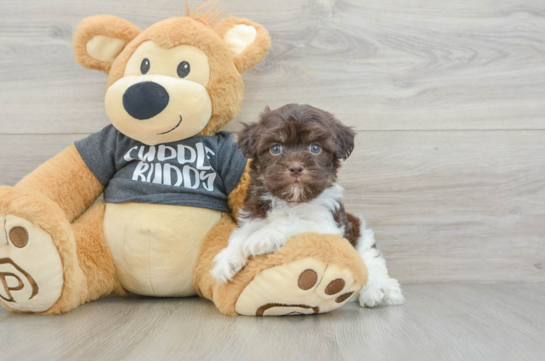 Small Havanese Purebred Pup