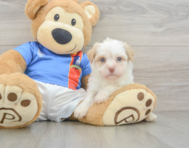 7 week old Havanese Puppy For Sale - Lone Star Pups